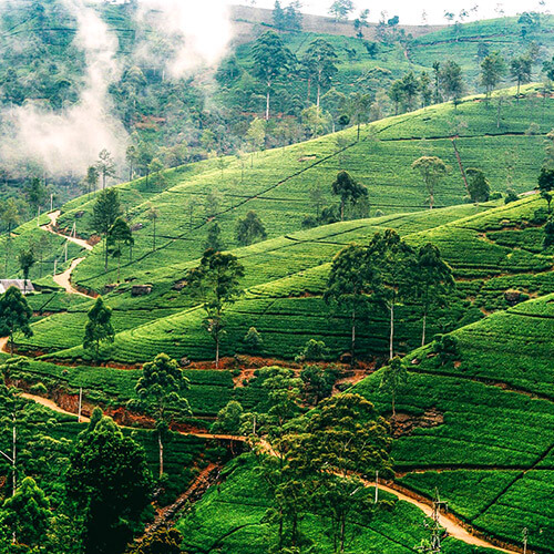 Nuwara Eliya with Durvankur Holidays